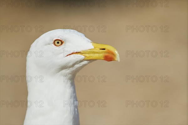 Yellow-legged gull