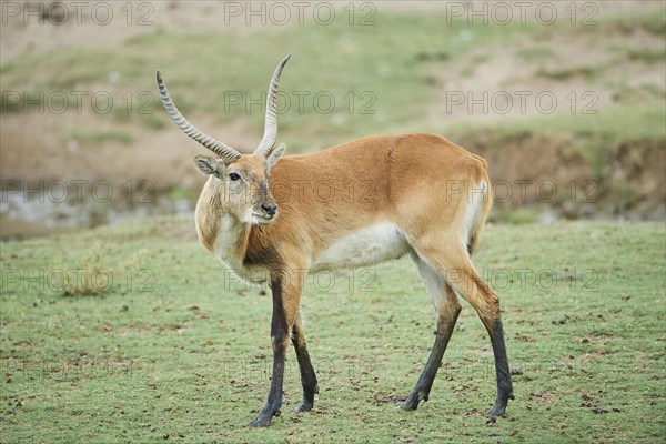 Southern lechwe