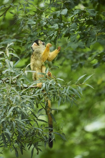 Common squirrel monkey