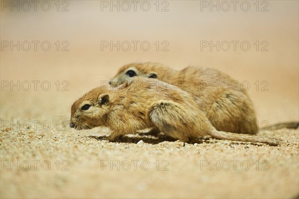 Fat sand rat