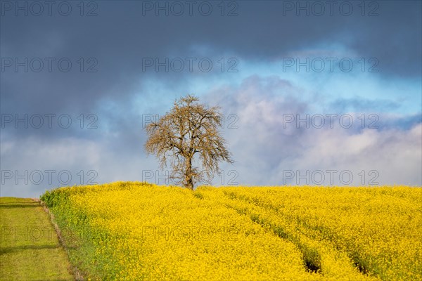 Rape field with tree in winter