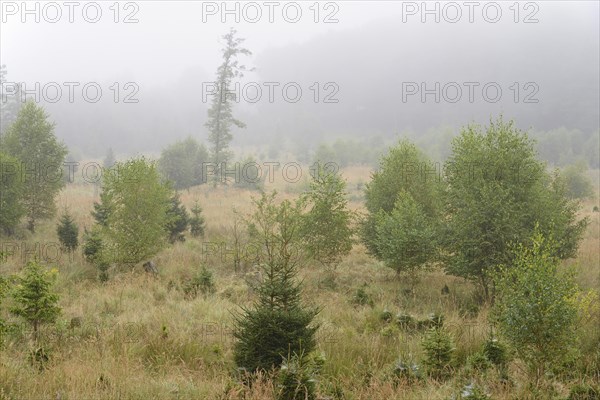 Former windthrow area with typical vegetation