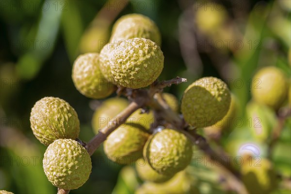 Longan