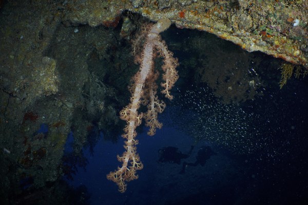 Hemprich's tree coral