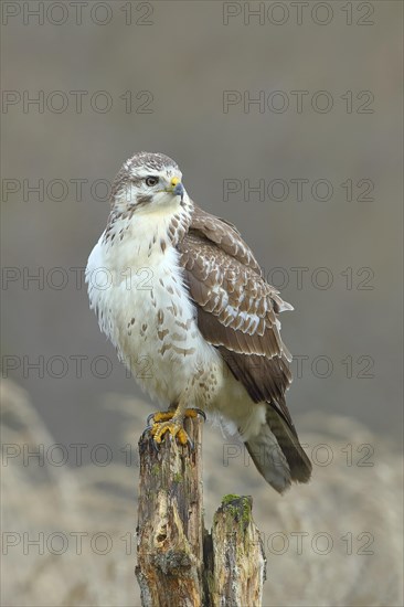 Common steppe buzzard