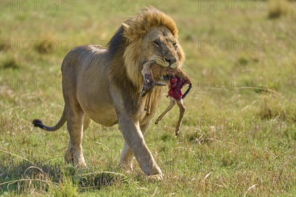 African lion