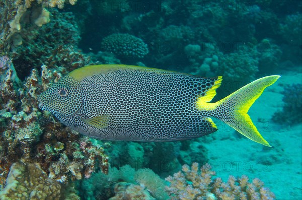 Spotted rabbitfish