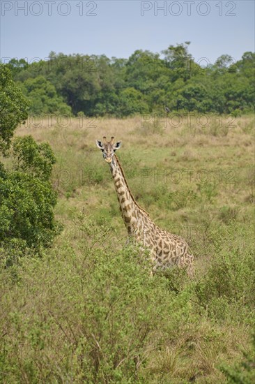 Masai giraffe