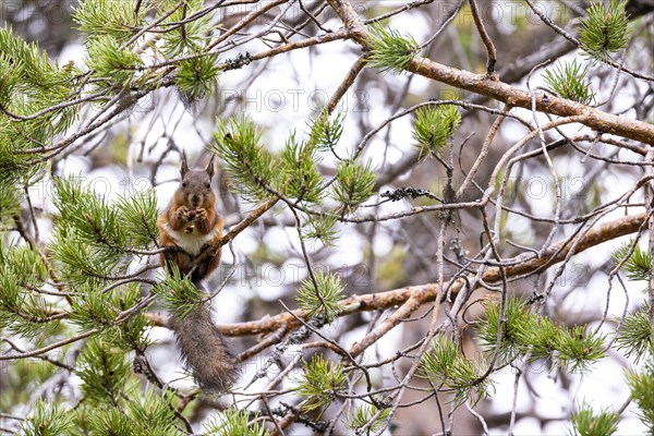 Eurasian red squirrel