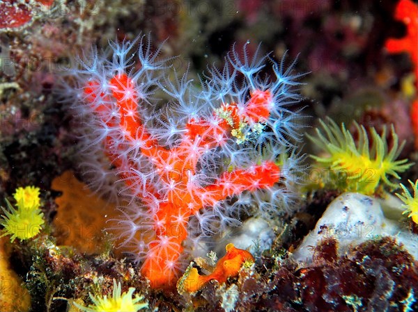 Red coral