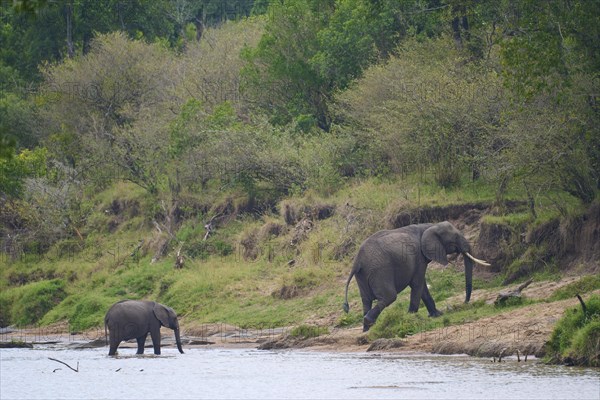 African elephant