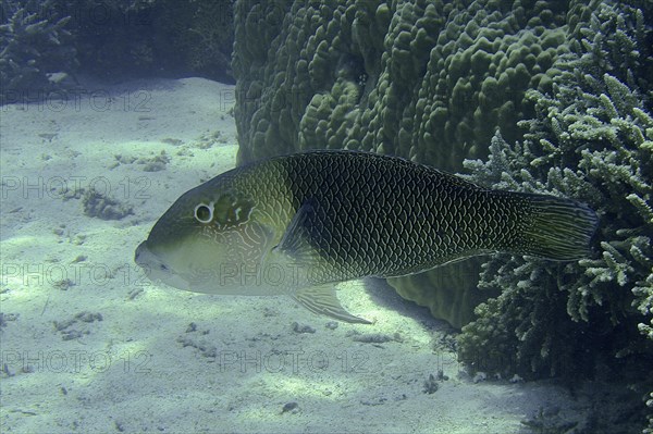 Two-coloured banner wrasse