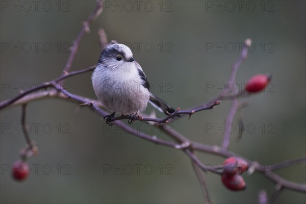 Long-tailed tit