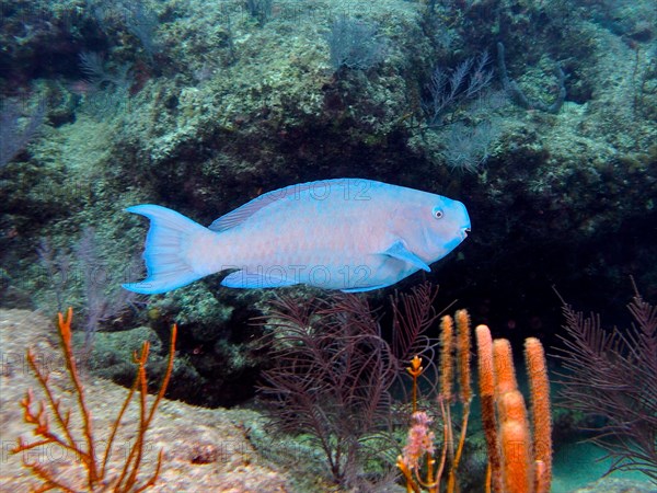 Blue parrotfish