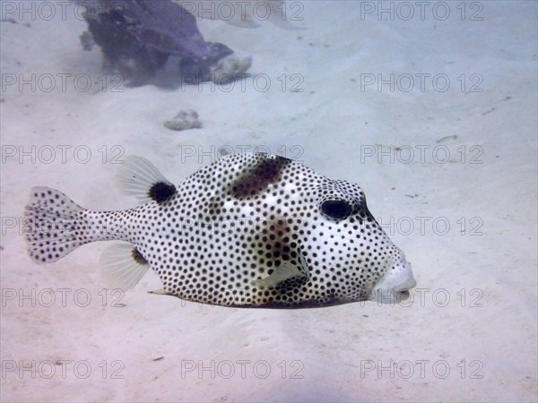 Spotted trunkfish