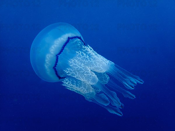 Barrel jellyfish