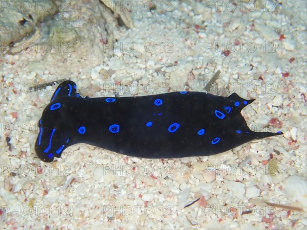 Blue-spotted headscarf snail