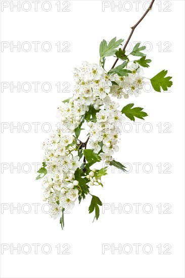 Hawthorn