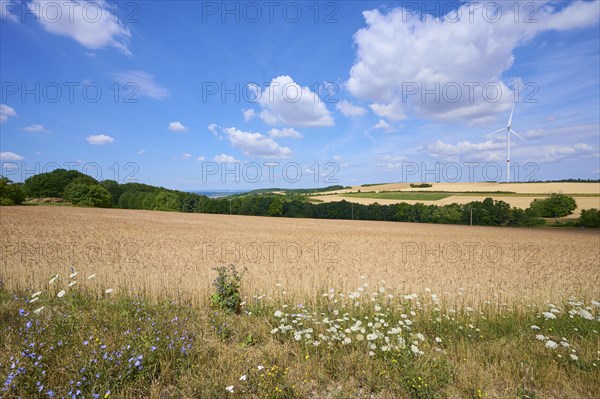 Landscape with spelt field and wind turbines in summer