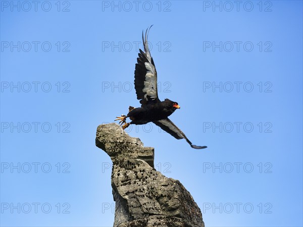 Bateleur