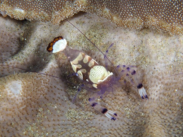 Peacock-eyed anemone shrimp