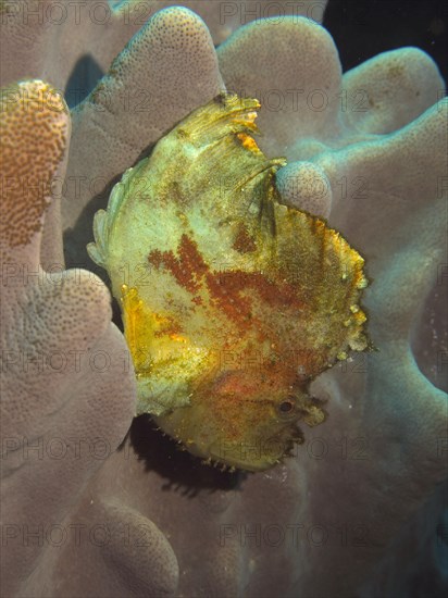 Leaf scorpionfish