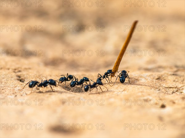 European Harvester Ant