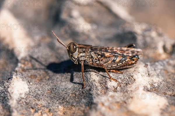 Short-horned Grasshopper