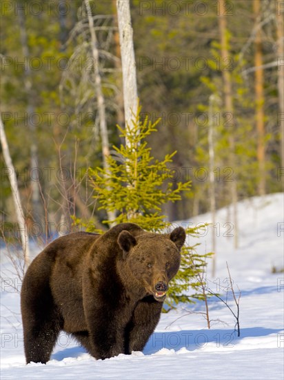 European brown bear