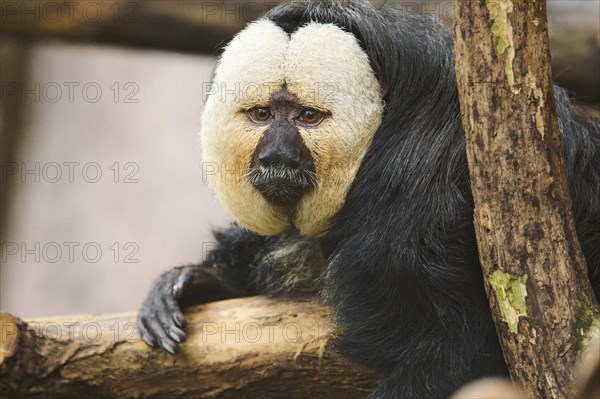 Portrait of a White-faced saki