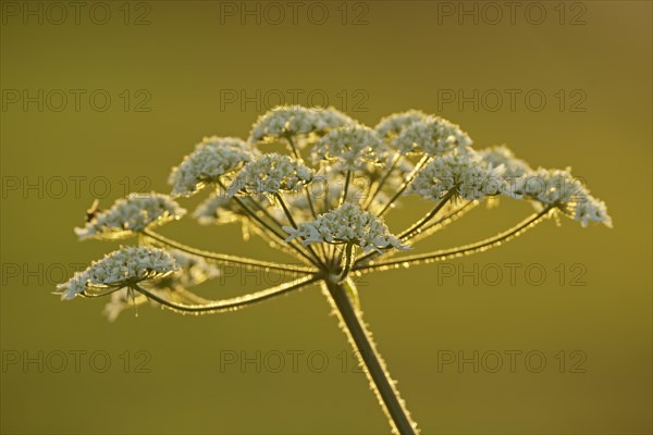 Meadow hogweed