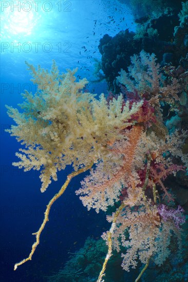 Broccoli tree