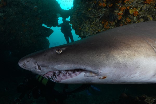 Sand tiger shark