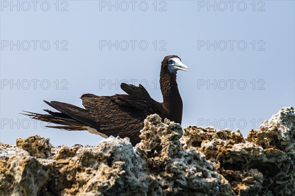 Brown Booby