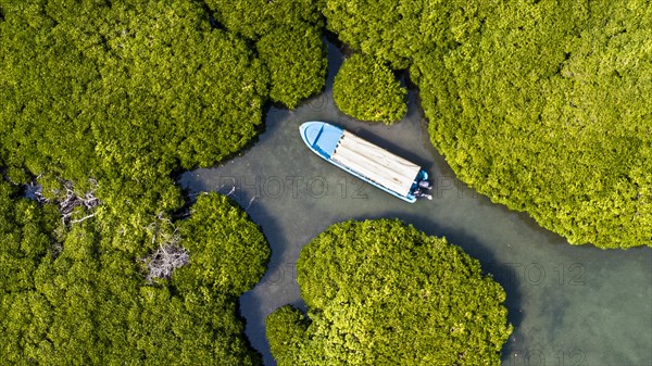 Aerial of the Mangrove forest