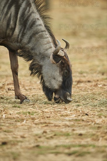 Blue wildebeest