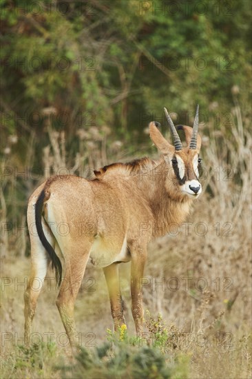 Sable antelope