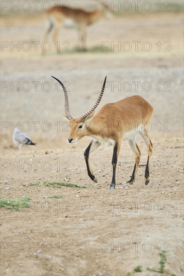 Southern lechwe