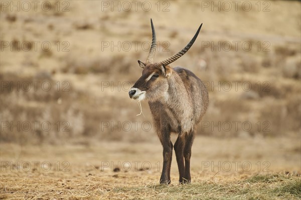 Waterbuck