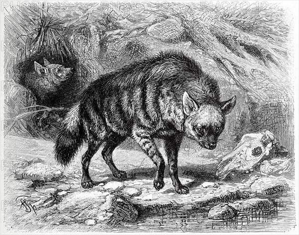 Civet hyena