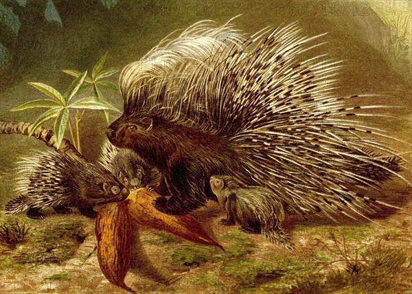 Crested porcupine