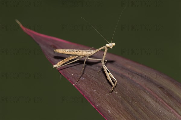 Asian jumping mantis