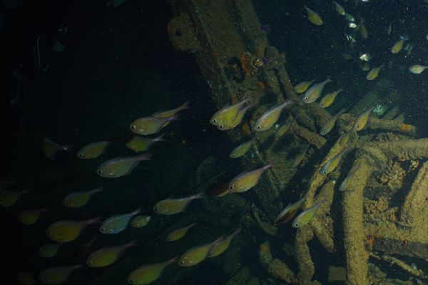 Shoal of Schwenks Hatchetfish