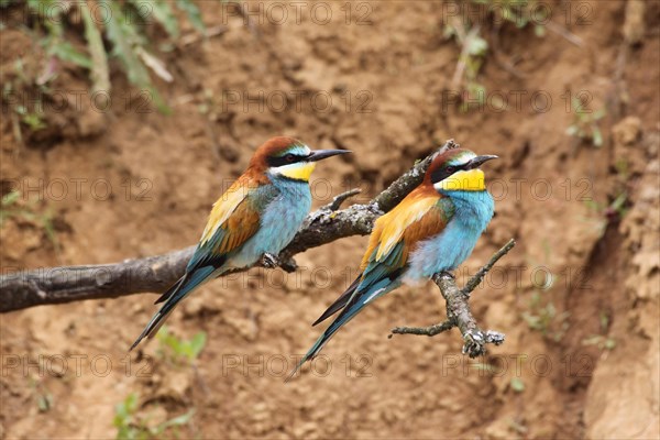 European bee-eater