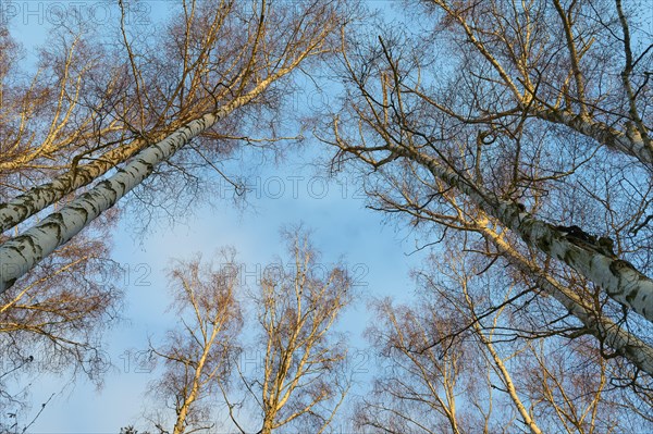 Bare tree tops in winter