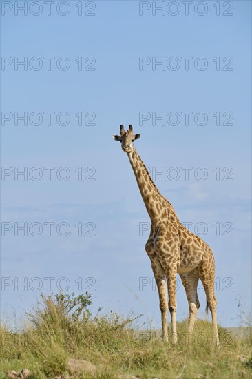 Masai giraffe