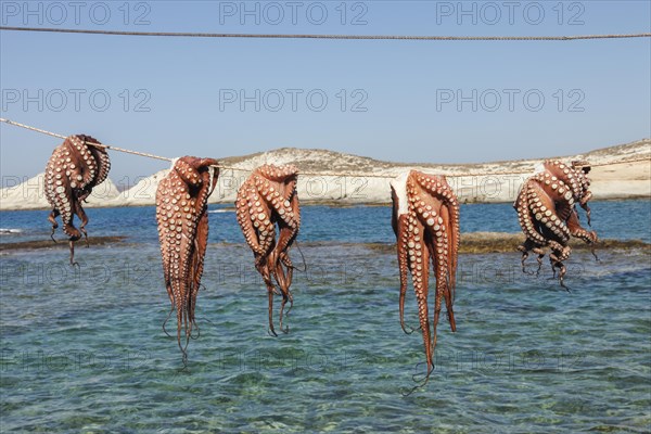 Octopus drying in the Sun