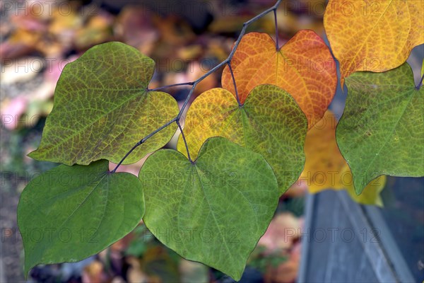 Autumn leaves from the Canadian eastern redbud