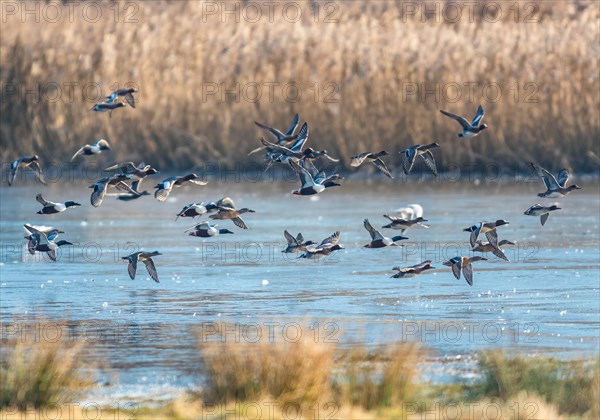 Northern Shoveler