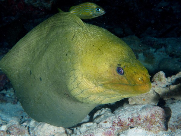 Green moray